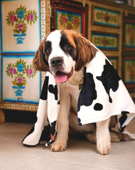 Guía completa: cómo elegir la cobija ideal para tu perrito