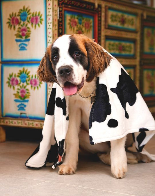 Guía completa: cómo elegir la cobija ideal para tu perrito