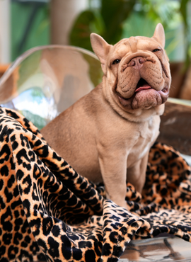 Cobija Alas Pet Animal Print