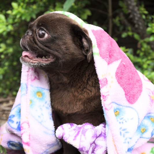 Cobija Alas Pet Mariposa Rosada