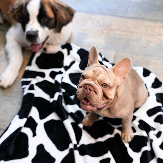 Cobija Pet Roca Negra