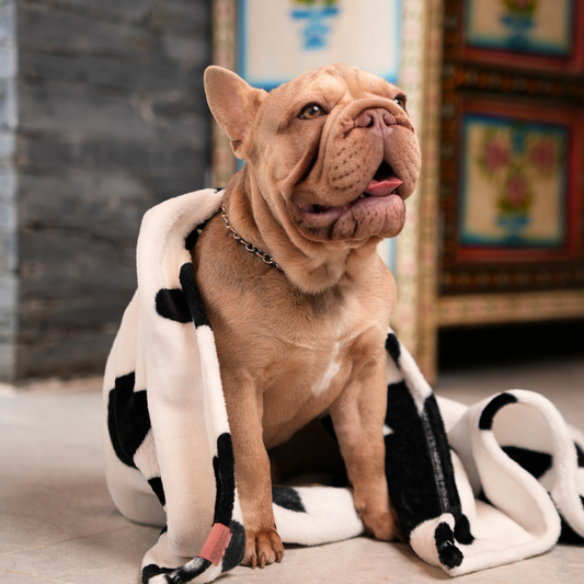 Cobija Pet Vaca Negra