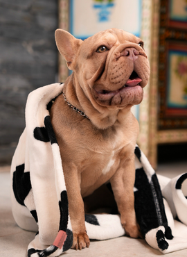 Cobija Pet Vaca Negra